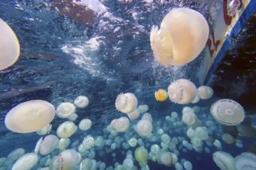 Des méduses boulet de canon (Stomolophus meleagris) sur les côtes de Chuao, dans l'Etat d'Aragua, au Venezuela, le 5 avril 2024 ( AFP / Juan BARRETO )