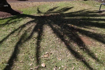 arbres 