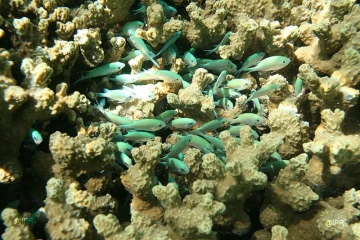 Lagon
