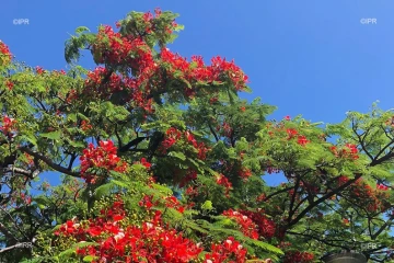 flamboyant du mois de mai