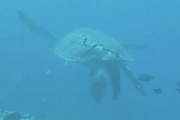 tortue verte, blessée, hélice, bateau, carapace, Kelonia