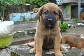 Royal Bourbon de La Réunion : un bâtard qui a du chien !