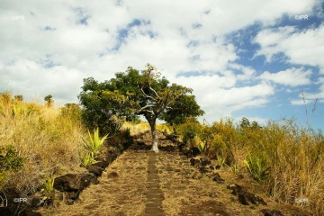 Météo Réunion 