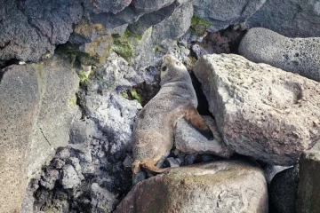 Sainte-Rose : coincée dans les rochers, une otarie secourue par le réseau Échouages