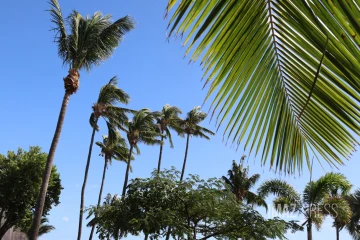 vent cocotiers 