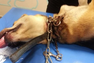 Tchoupie blessée par un collier étrangleur