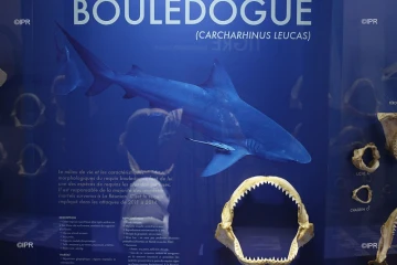 exposition-requins-au-museum