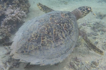 Une tortue imbriquée est recherchée par Kelonia, avec un filet et un hameçon dans la bouche