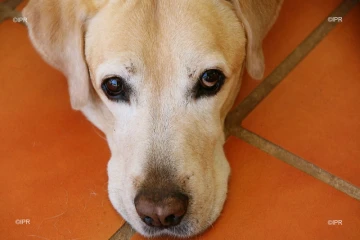 chiens 