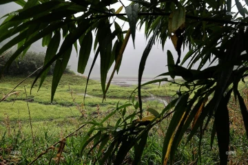 Grand-Etang 