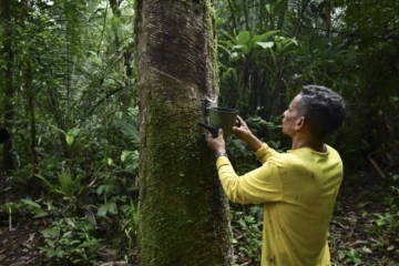 Renato Cordeiro récolte du caoutchouc près de chez lui à Anajas au Brésil, le 7 décembre 2024 ( AFP / Pablo PORCIUNCULA )