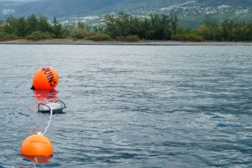 Deux requins bouledogues capturés depuis le début du mois