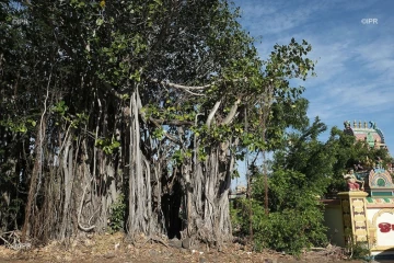 Banian 