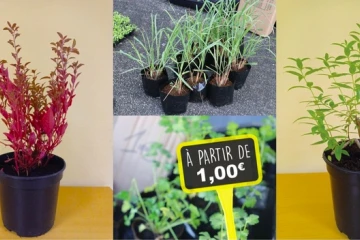 Saint-Benoît : la pépinière sociale organise une nouvelle vente de plantes 