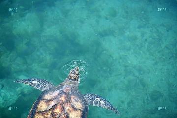 tortues
