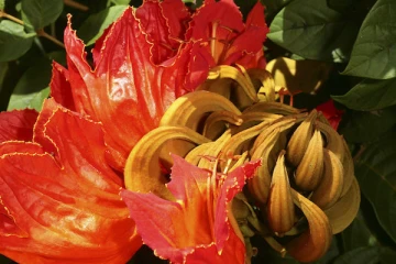 tulipier du Gabon, menace, plante invasive 
