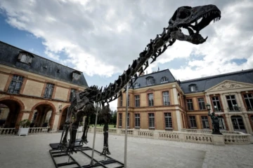 Le squelette de l'apatosaure surnommé Vulcain, présenté au château de Dampierre-en-Yvelines, dans les Yvelines, le 10 juillet 2024 ( AFP / STEPHANE DE SAKUTIN )