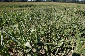 AGRICULTUREOGM-ENVIRONNEMENT-MANIFESTATION