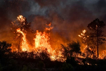 Un incendie de forêt près de Melloula, dans le nord-ouest de la Tunisie, près de la frontière avec l'Algérie, le 24 juillet 2023