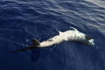 Lundi 24 Octobre 2011

Marquage de requin sur la côte ouest (photo pool/Emmanuel Grondin)