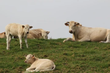 Vache dans les champs