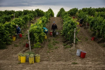 Vendanges au vignoble Olvio Nuvo, dans la région de Mikolaïv, le 3 septembre 2022 en Ukraine