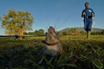 Un rat géant à la recherche de mines antipersonnel inactives dans le centre d'entraînement de l'ONG Apopo, à Morogoro, en Tanzanie, le 17 juin 2016