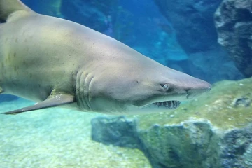 Requin (Photo Imaz Press Réunion)