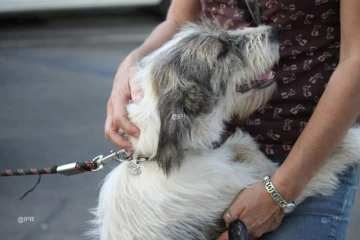 Vendredi 03 Août 2012 

SPA (Société Protectrice des Animaux) Photo Cristelle Belhote