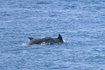 Des dauphins dans le Bosphore le 24 juillet 2024 à Istanbul
