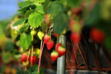 Des fraises mûres à Cendrieux, le 29 décembre 2015