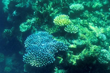 La grande barrière de corail, au large de l'état australien du Queensland, le 7 mars 2022