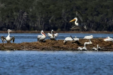 Des pélicans dans la lagune de Divjaka-Karavasta, le 11 mars 2018 en Albanie