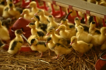 Un élevage de jeunes canards à Caupenne dans le Sud-Ouest de la France, le 31 août 2016