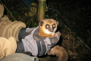 Un lémurien à Madagascar, le 2 mai 2013