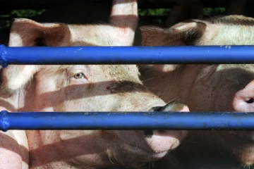 Des cochons destinés à l'abattoir, photo du 22 octobre 2013