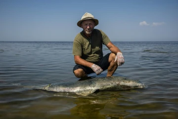 Le scientifique Ivan Roussev examine un dauphin mort sur une plage du parc national des Lagunes de Touzly, le 28 août 2022 en Ukraine