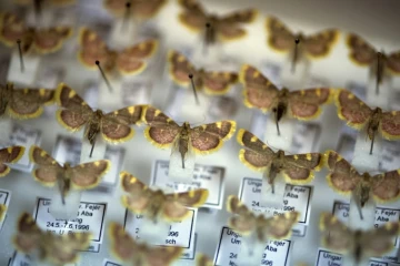 Des papillons collectés par des entomologistes amateurs, le 9 mai 2019 à Krefeld, en Allemagne