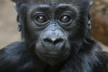 Un bébé gorille dénommé Jengo au zoo de Leipzig, dans l'est de l'Allemagne, le 8 mai 2014