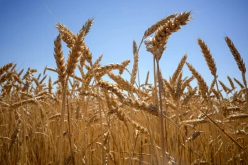 Les prix mondiaux des denrées alimentaires à leurs "plus hauts niveaux jamais enregistrés" à cause de la guerre en Ukraine qui bouleverse les marchés de céréales et des huiles végétales