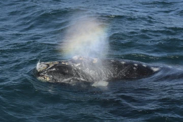 Une baleine le 2 octobre 2015 au large de Puerto Piramides en Argentine 