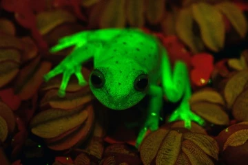 Photo fournie le 16 mars 2017 par les chercheurs du Musée argentin de sciences naturelles, Carlos Taboada and Julian Faivovich, montrant une espèce de grenouille verte fluorescente vivant dans les forêts d'Amérique du sud, premier cas de batraciens fluorescents au monde