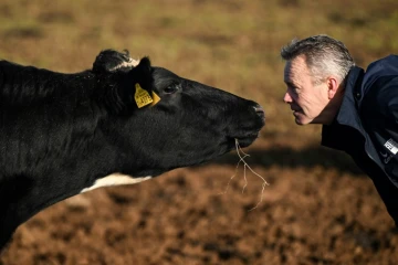 L'éleveur Adam Stanbury avec l'une de ses vaches dans son exploitation près de Barnstaple dans le sud-ouest de l'Angleterre, le 16 janvier 2025