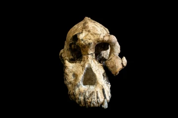 Photo fournie par le Museum of Natural history de Cleveland le 28 août 2019 montrant un fragment de crâne d'Australopithèque vieux de 3,8 millions d'années découvert en Ethiopie