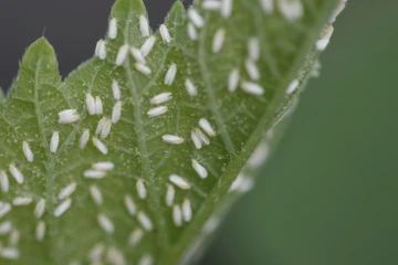 Un puceron résistant aux pesticides et porteur de virus dévastateurs pour les cultures a été trouvé pour la première fois dans la nature aux Etats-Unis
