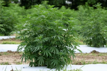 Des plants de chanvre à Stanley, en Virginie, le 6 août 2020