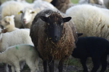 Le département des Hautes-Alpes est confronté à une épidémie animale de fièvre charbonneuse