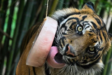 Un tigre lèche un glaçon à base de viande pour se rafraîchir au zoo de Rome, le 28 juin 2022, en pleine canicule 