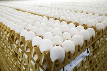 Plusieurs perquisitions sont en cours en Belgique dans le cadre de l'enquête des oeufs contaminés 