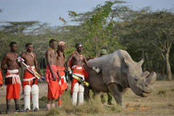 Des guerriers masaï posent dans la réserve kenyane d'Ol Peteja le 18 juin 2017 avec Sudan, le dernier rhinocéros blanc du Nord mâle, qui vient de mourir au Kenya 